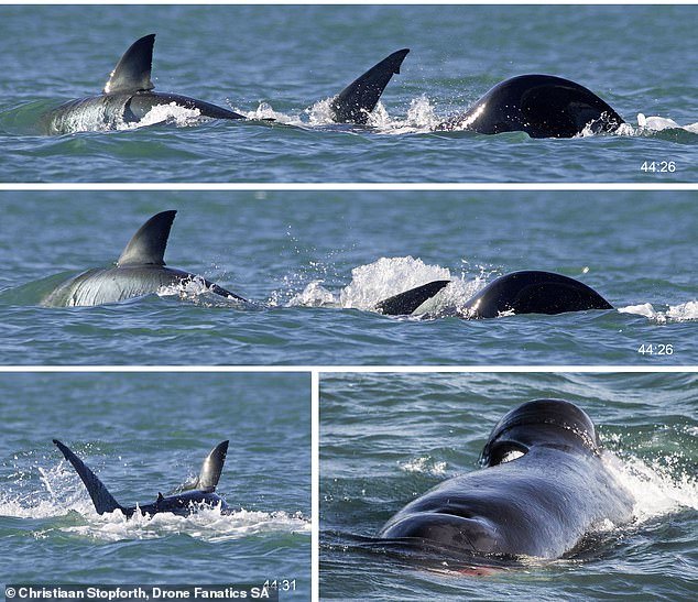 For the first time, a killer whale has been seen individually killing and eating a great white shark – and in just two minutes last month off the coast of South Africa