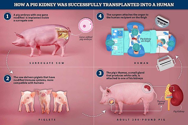 How did it work?  This image shows the process from the pig embryo to attaching the organ to a human patient.  The patient in Boston received a genetically modified pig kidney