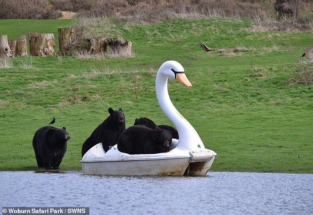 A makeshift lake had formed after the ground became waterlogged due to heavy rains.  The staff quickly took advantage of the situation by borrowing a swan-shaped pedal boat and placing it at the edge of the new water