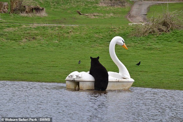 And it didn't take long for them to investigate.  One by one, the group of bears – known as sleuths – began climbing into the boat as it floated on the lake until all four seats were occupied.