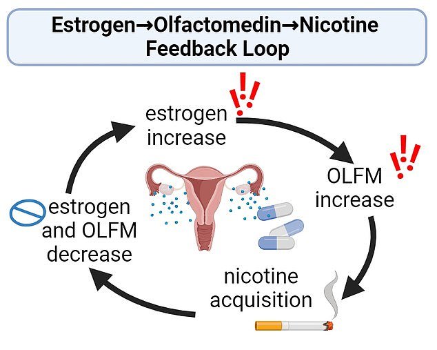 A diagram from Pauss' research showing how the course of estrogen and nicotine cravings occurs