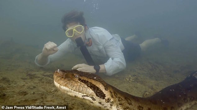 The biologist captured incredible footage of himself swimming with Ana Julia last month, showing that the snake was as thick as a car tire: it weighed 440 pounds.