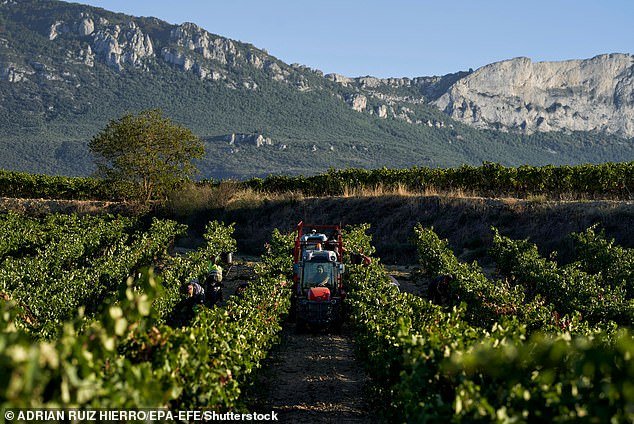 Seasonal workers pick bunches of grapes during the grape harvest in a vineyard in the area known as Rioja Alavesa, in the village of Laguardia, Basque Country, Northern Spain