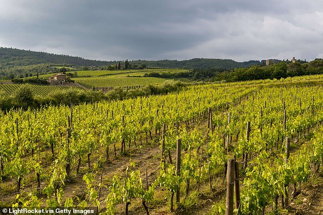 Vineyard in the Chianti region of Tuscany, Italy