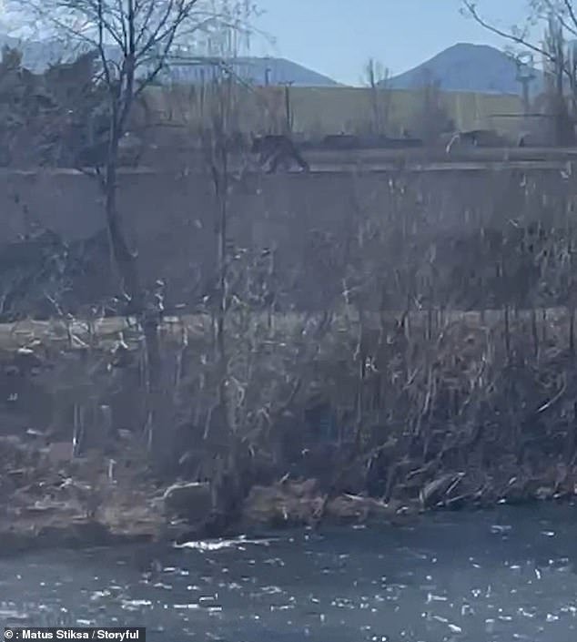 Footage captured the bear swimming across the Váh River