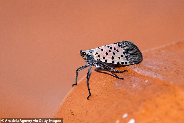 The spotted lanternfly is not a fly, but a type of leafhopper.  It can be recognized by its characteristic spotted forewings with black veins at the tips