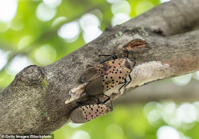 This lanternfly was caught laying eggs on a tree branch in Berks County, Pennsylvania.
