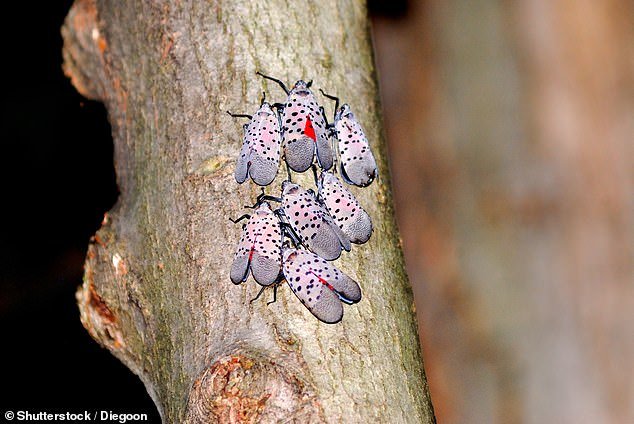 Despite being visually striking, the spotted lanternfly is destructive and chews on more than 100 different ornamental and food plants.