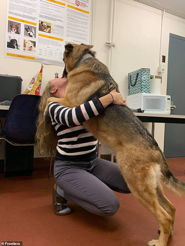 In the future, the scientists think these talented puppies might be able to identify when someone is about to have a terrifying flashback.  Pictured: Callie, a German Shepherd/Belgian Malinois mix