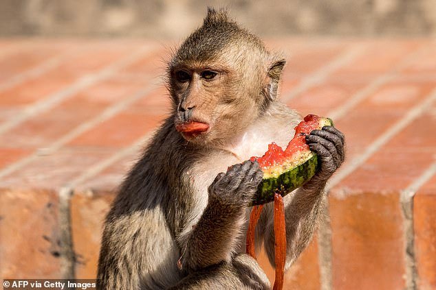 Officers said they were attacked by aggressive macaques in the city of Lopburi, about 150 kilometers north of the capital Bangkok, which has become infamous for its out-of-control monkey population (photo: macaque eating watermelon in Lopburi)