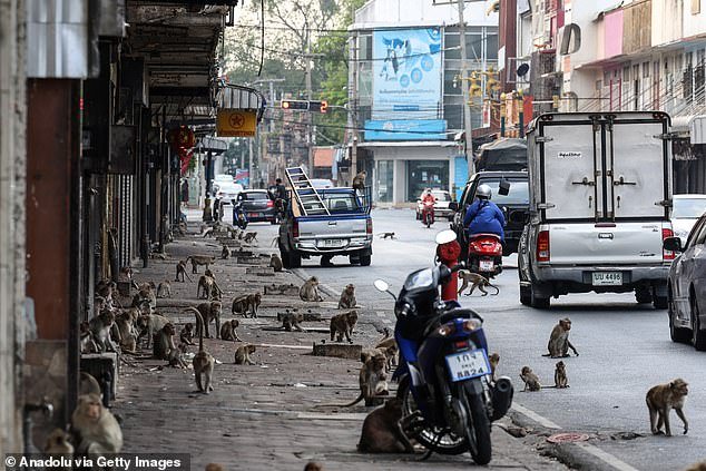 Motorcycles and cars drive past macaques in Lopburi, Thailand on February 25, 2024.  Although the thousands of macaques that live in the city are a tourist attraction, many complain that they harass residents and damage homes and businesses, while scaring off potential visitors.