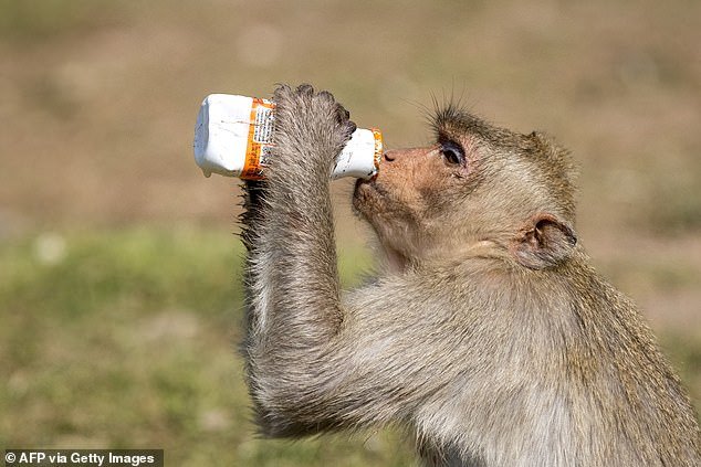 A macaque drinks from a bottle outside Phra Prang Sam Yod Temple during the annual Monkey Buffet Festival in Lopburi province, north of Bangkok on November 28, 2021