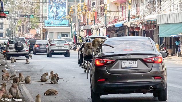 Lopburi has become known in recent years for its out-of-control monkey population, leading some to enjoy the idea of ​​going to an apocalyptic hellscape - with monkeys even running empty buildings