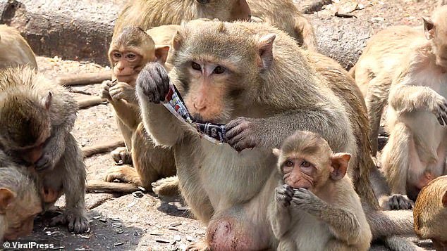 Despite the dangers, locals are keen to keep the monkeys in town as they prove to be a popular attraction for tourists from all over the world who feed them sweet treats