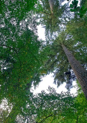 Reelig Glen near Inverness is now Britain's tallest tree at 66.4 meters tall.  OS grid reference: NH 55727 42941