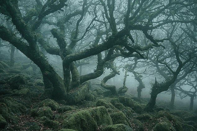See the enchanting Wistman's Wood, a temperate rainforest in Devon's breathtaking Dartmoor National Park.  Operating System Grid Reference: SX 61447 77874