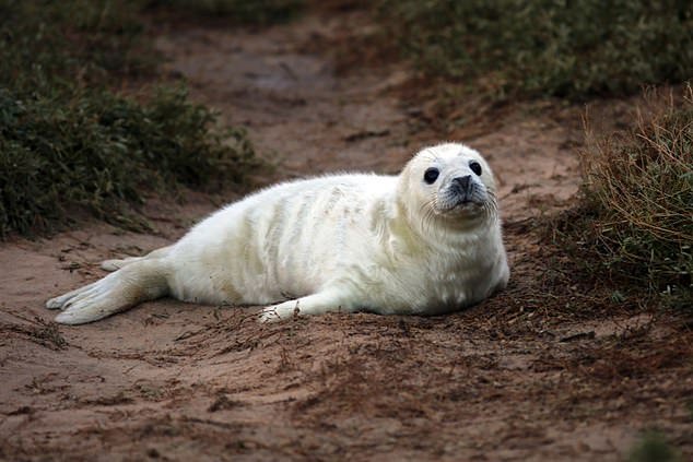 Blakeney Point in Norfolk is a 'magical place' home to England's largest colony of gray seals, with more than 4,000 pups born each winter.  OS grid reference: TG 01075 45966
