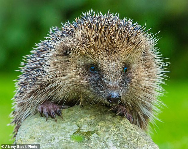 Ms Kotze added that if people see a hedgehog in the open during the day, they should be brought to their aid as this is a sign that they are in distress (Stock Photo)