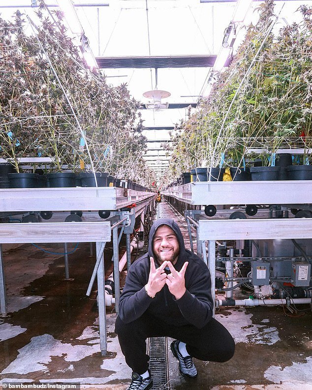 Tuivasa poses in front of a greenhouse full of cannabis, which his company will sell on the lucrative American market