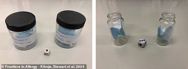 Above, face masks with relaxed and PTSD-influenced human odors for future testing in the glass sample jars (left) and pieces of those masks in glass vials for active testing (right)