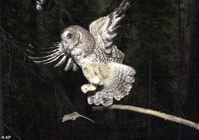 The spotted owl is further endangered because the barred owl eats much of its food source