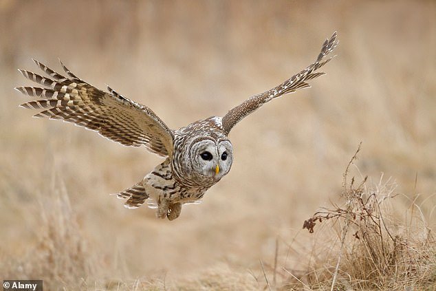 The FWS previously culled more than 2,000 barred owls, but research showed this did not make a major difference to the spotted owl population.