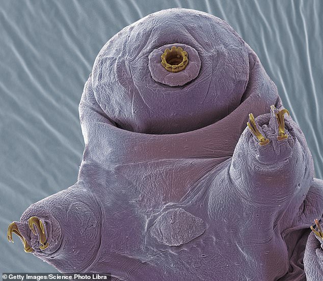 Tardigrades are small, aquatic, segmented micro-animals with eight legs that live in moist habitats such as moss or lichen