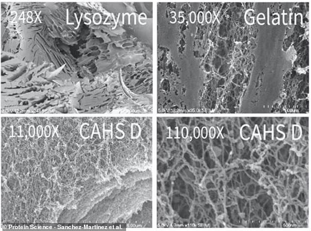 This image compares one protein that does not form gels, lysozyme (top left), with two that do: CAHS D (bottom) and gelatin (top right).  Gelatin, the common ingredient in desserts, has a very similar structure to the CAHS proteins of tardigrades, indicating their gel-forming properties