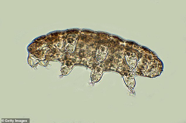 Tardigrades are classified as extremophiles because they can survive dry conditions by turning into a desiccated state, in which they can remain for many years.