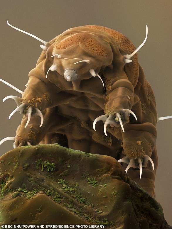 Tardigrades, also called tardigrades, are said to be the most indestructible animals in the world.