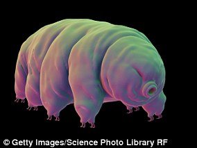 An illustration of a tardigrade (water bear) is shown 