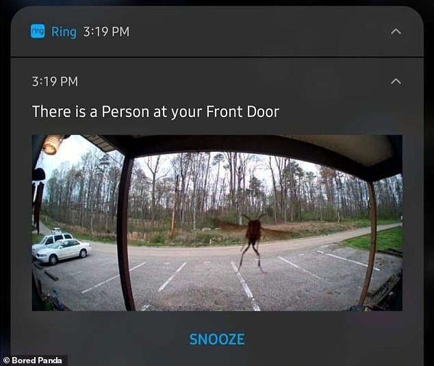 Unexpected visitor: Is it an alien or just a very special insect that rings the doorbell?  The screenshot was shared from the US