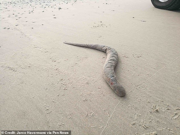 Will Miles, 26, met the bizarre creature on the beach at Exmouth Marina in Devon last week while walking after work