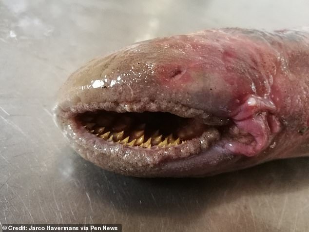 The creature is a sea lamprey – a species known for sucking the blood of their prey;  hence the nickname 'vampire fish'