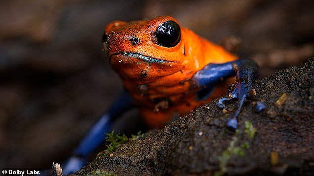 During the pitch-black nights beneath the rainforest canopy, a quiet choir of frogs hides the slippery venomous predators that lurk beneath their feet