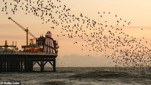 One entry comes from Great Britain: the famous starling noise (pictured here above Brighton pier)