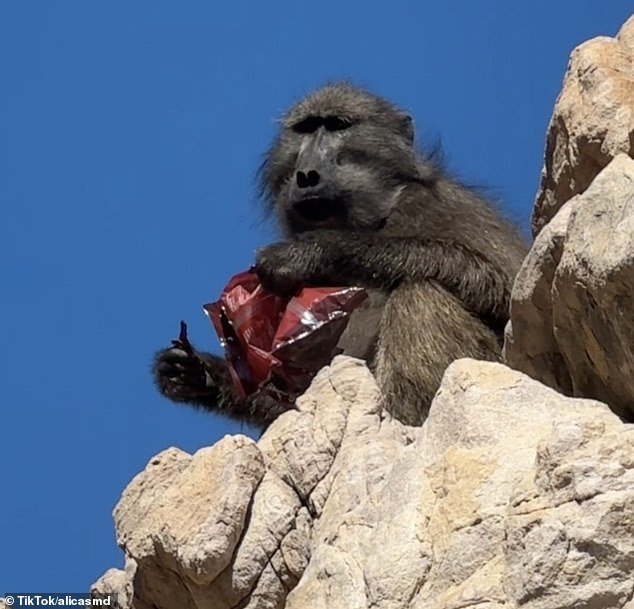 The thief was a cheeky baboon who chewed the runners' food while sitting on a boulder
