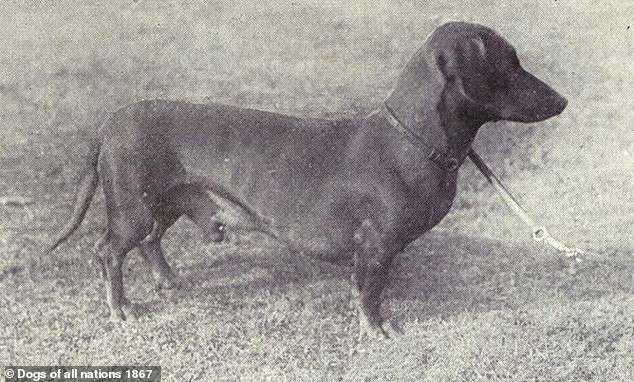DAN: This image shows a dachshund from about 100 years ago.  Dachshunds' bodies have grown longer over time and have more stubby, curved legs