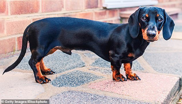 NOW: Dachshunds have been bred to accentuate harmful features – such as a long, sausage-like torso – to make them appear 'cute'