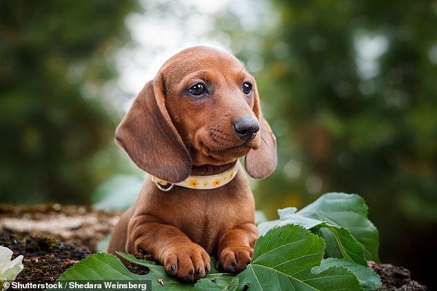 Sausage dogs could soon be banned in Germany under a new law banning breeds with 'skeletal abnormalities'