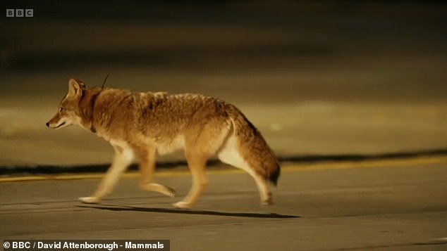 In the photo: the coyote wanders the streets looking for something to eat