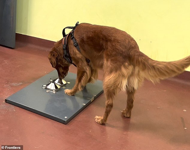 The researchers trained 25 dogs to detect the chemical signs of stress in a person's breath.  However, only two of them were skilled and motivated enough to complete the study.  In the photo: Ivy, a red golden retriever