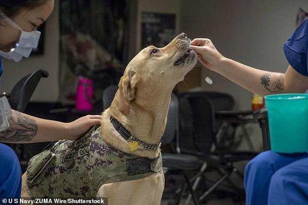 The dogs learned to detect volatile organic compounds in human breath, which indicated that a PTSD episode was imminent.  This could help them intervene earlier in their work as a guide dog (stock image)