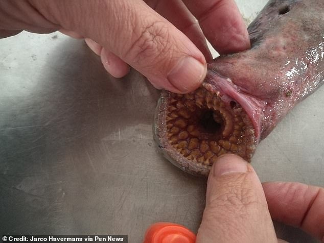 It resembles the monstrous sandworms depicted in Dune, but this blood-sucking 'vampire fish' and its mouth full of swirling teeth are all too real