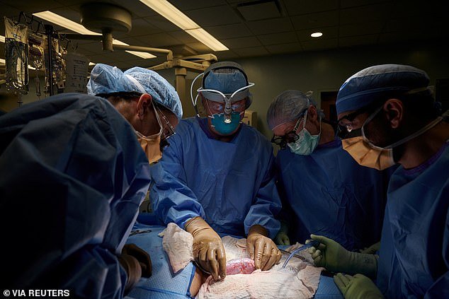 Surgeons in the US have successfully transplanted a pig kidney into a human for the first time