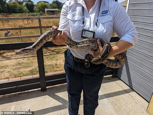 The five-foot-long boa constrictor was found outside a McDonald's drive-thru in Bognor Regis, West Sussex.  Pictured: RSPCA Inspector Hannah Nixon holding the hose