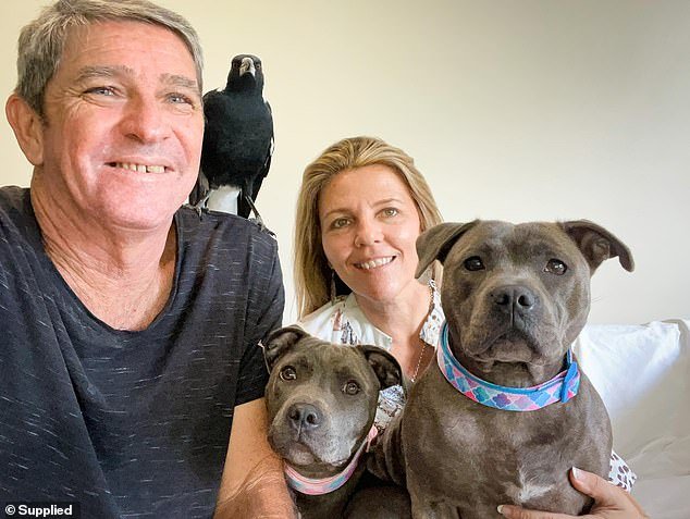 Molly the magpie became a global phenomenon when nature lover Juliette Wells and her partner Reese Mortenson documented the unlikely 'interspecies friendship' between the bird and their pair of Staffordshire terriers, Peggy and Ruby (pictured together)