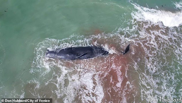 On May 10, a sperm whale was found dead after stranding on a sandbar along a Florida beach, as strong waves thwarted rescue efforts.  The red tint in the water is not blood, but ink, according to officials