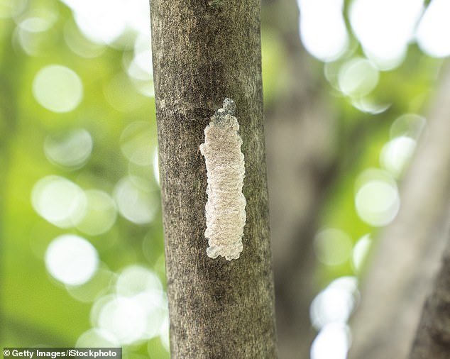 Spotted lanternflies lay their eggs on trees, cars and almost any hard surface.  USDA recommends discarding the mass, placing it in a plastic bag and throwing it in the trash.