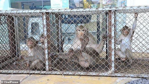 Rebellious monkey gangs terrorize a Thai tourist town, prompting police to arm themselves with slingshots and stun guns to battle the 'dangerous' primates